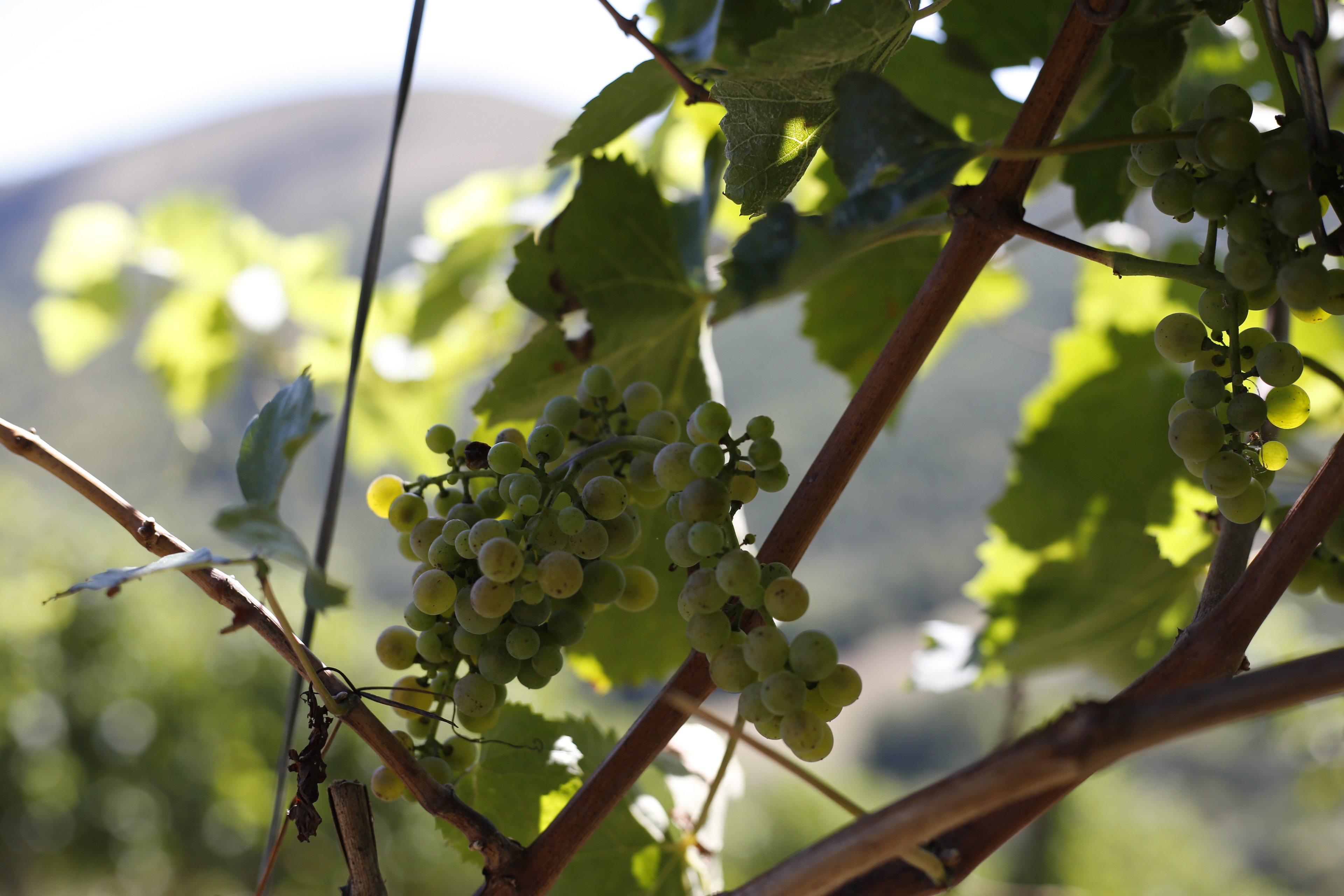 Irouléguy, le petit vignoble de montagne du Pays basque