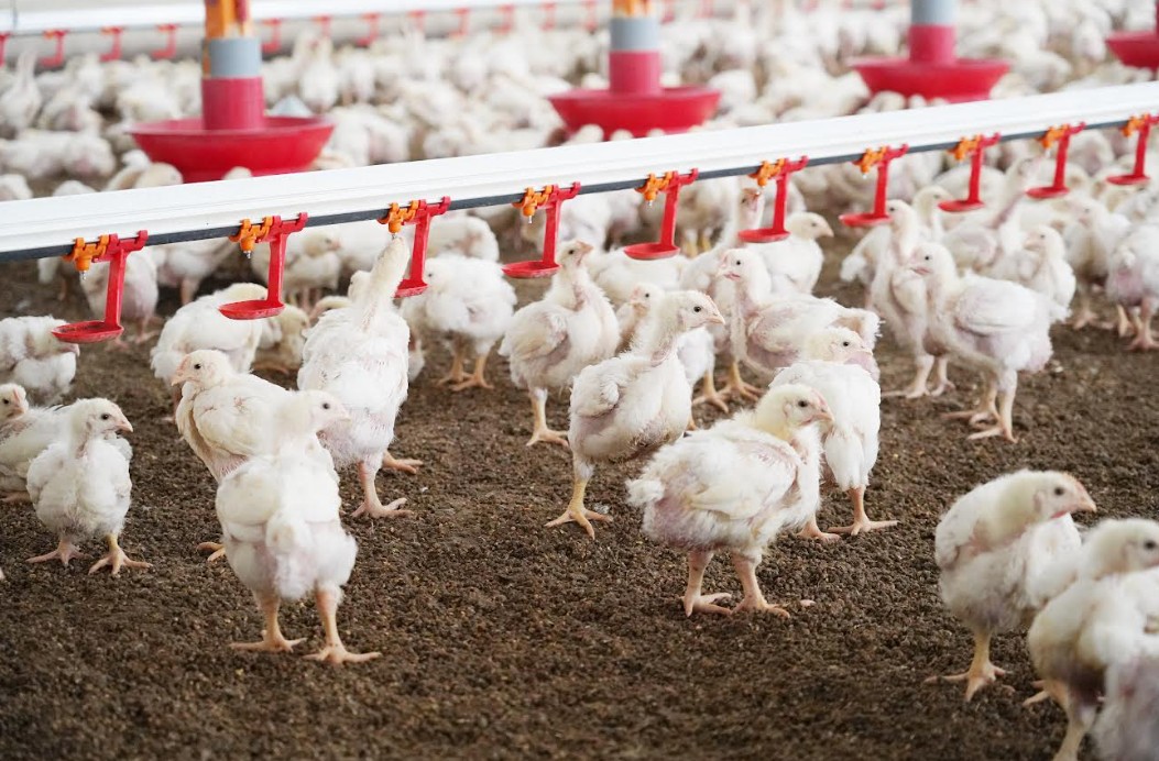 Comment Lur Berri veut atteindre les 5 millions de poulets par an d’ici 2029